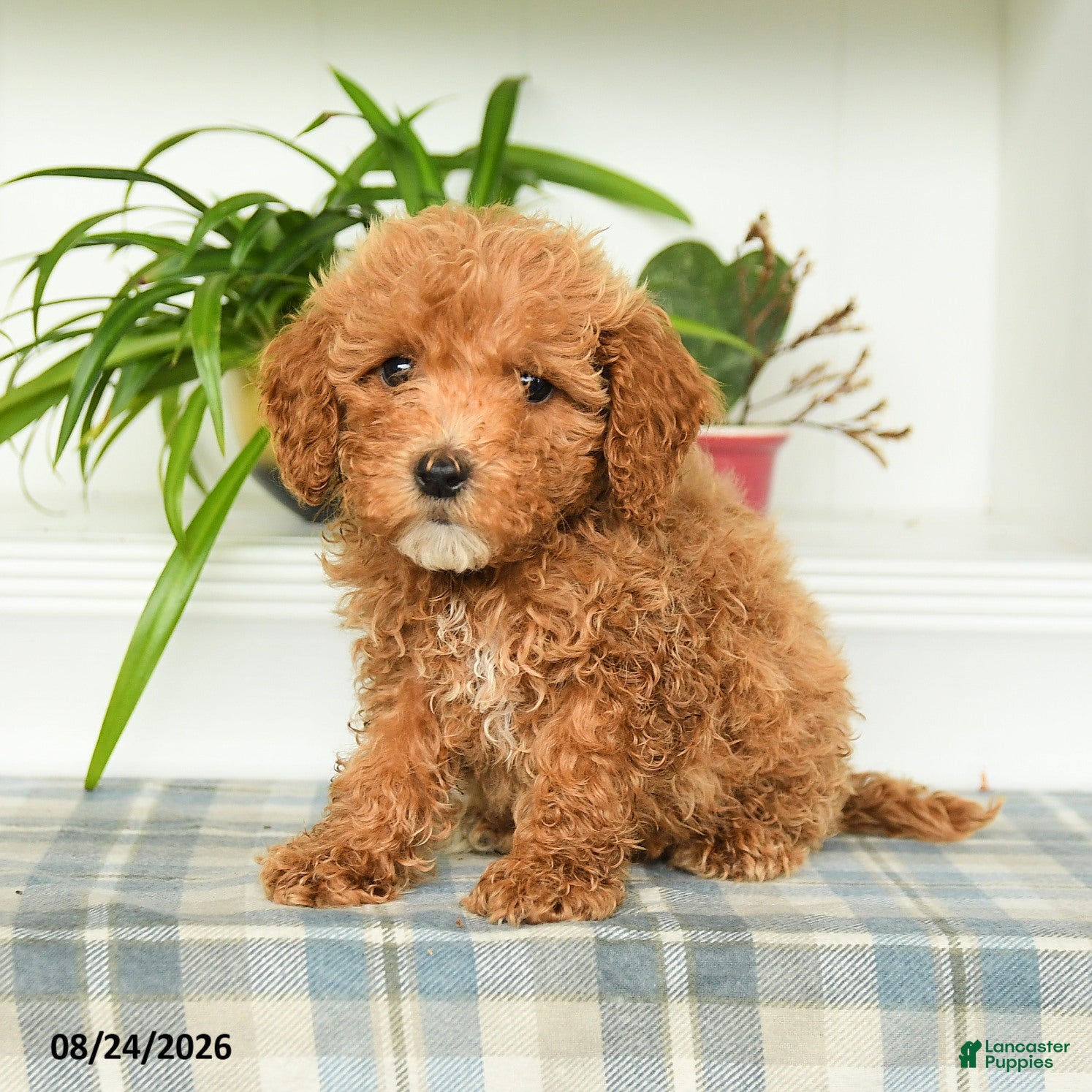 Mini Goldendoodle dogs Tessa - Ad 1