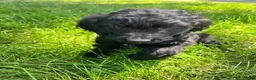 Goldendoodle dogs for sale: Orange - Ad 4