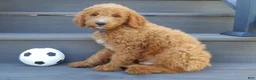 Mini Goldendoodle dogs for sale: Jake (Medium) - Ad 4
