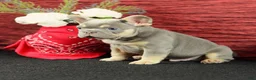 French Bulldog dogs for sale: Jax - Ad 3