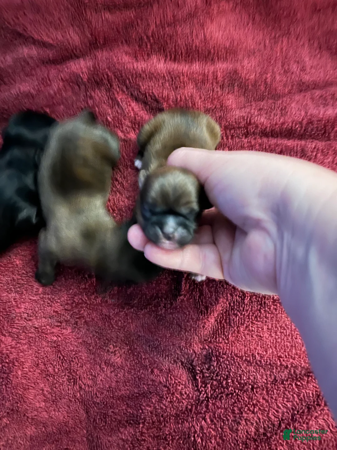 Malshi dogs for sale: Malshi Puppy 1 - Ad 1