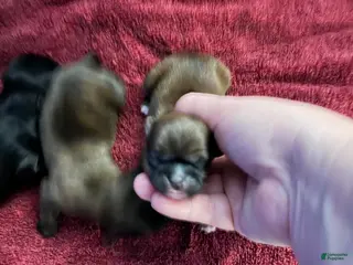 Malshi dogs Malshi Puppy 1 - Ad 6