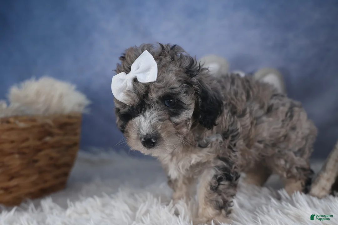 Miniature Poodle dogs for sale: Remington  - Ad 13