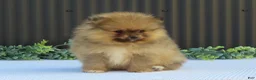 Pomeranian dogs for sale: Peanut 🩵🐾 - Ad 3