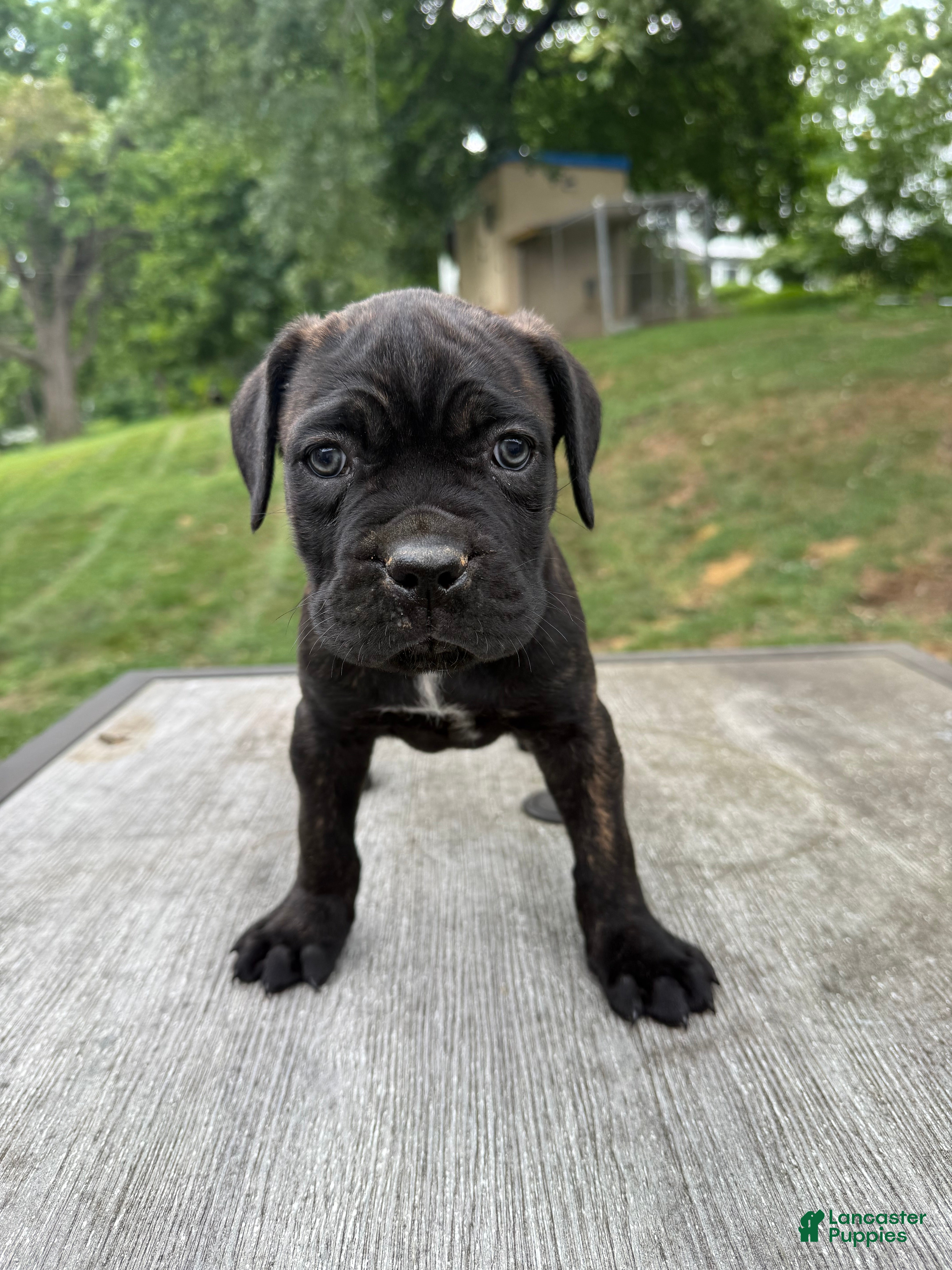 Cane Corso dogs White collar - Ad 1