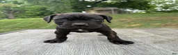Cane Corso dogs for sale: White collar - Ad 1