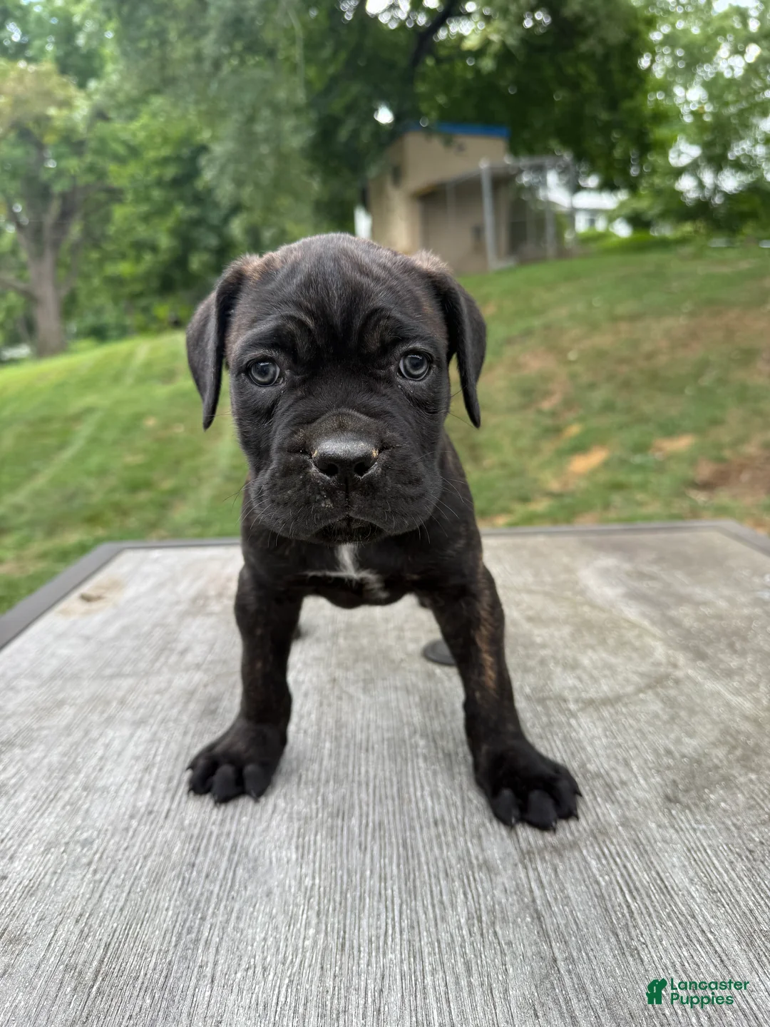 Cane Corso dogs for sale: White collar - Ad 1