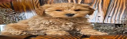Cockapoo dogs for sale: Honey - Ad 3