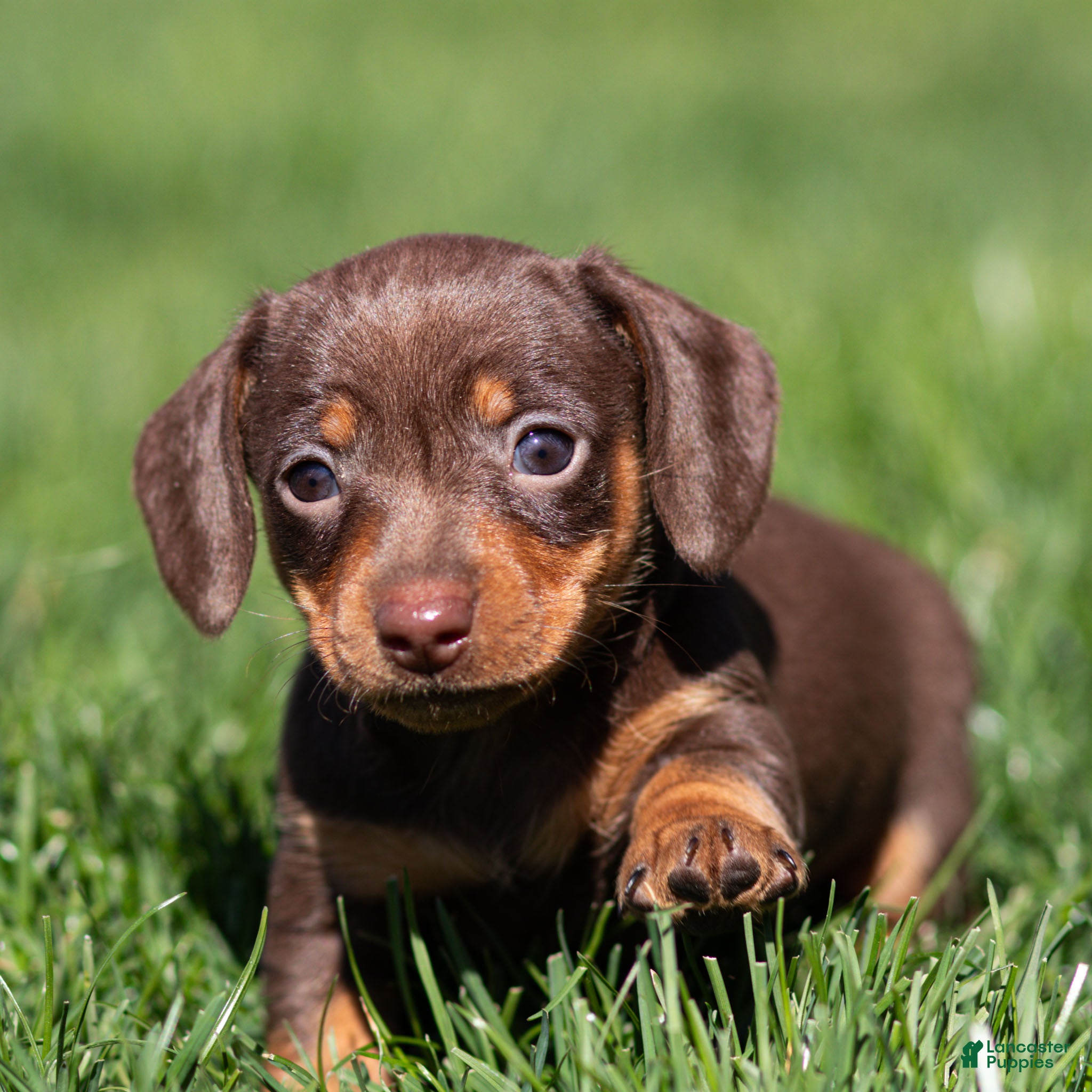 Miniature Dachshund dogs Mabel Miniature Dachshund Puppy  - Ad 1
