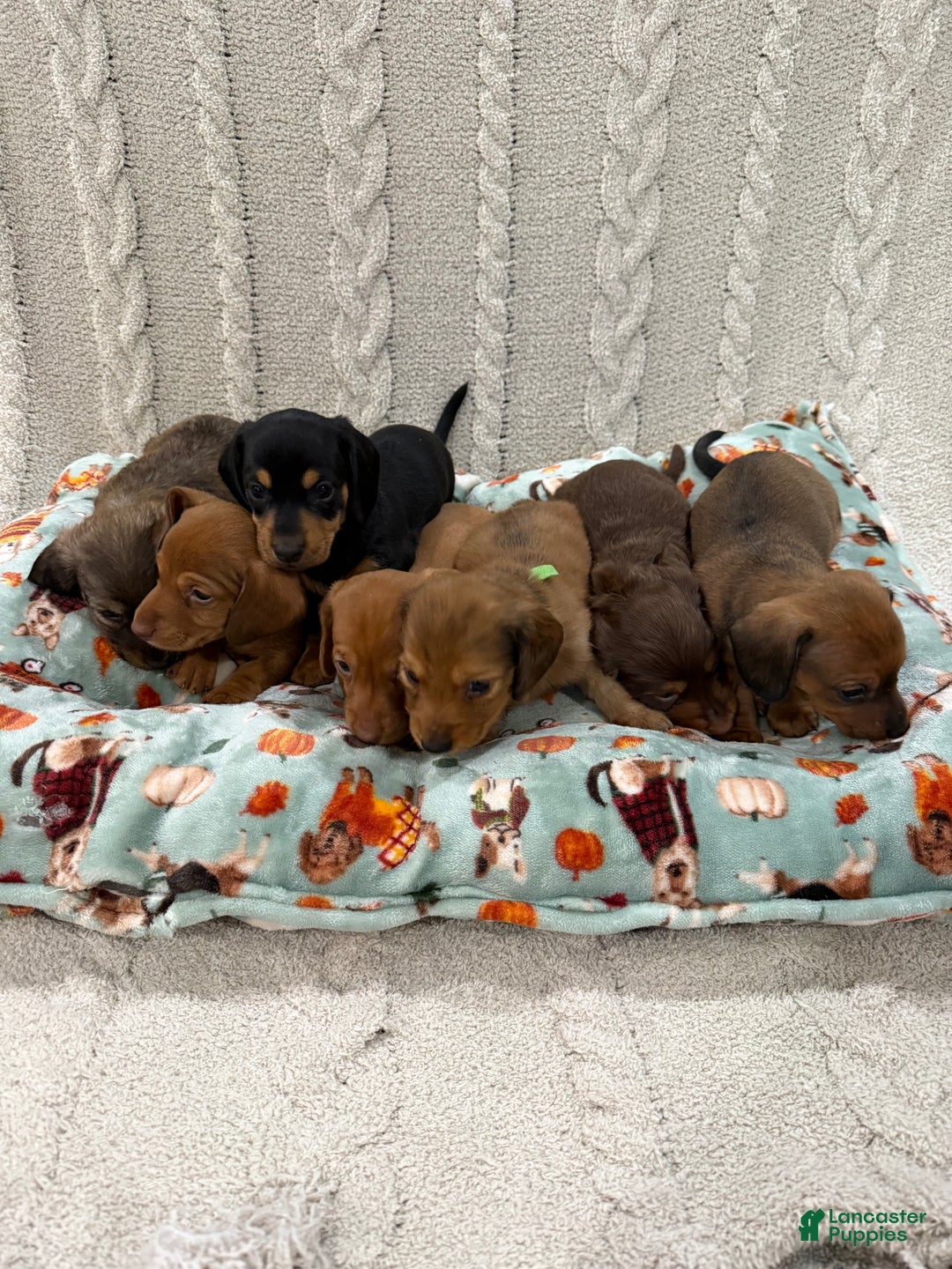 Dachshund dogs for sale: Dachshund Puppy 1 - Ad 3