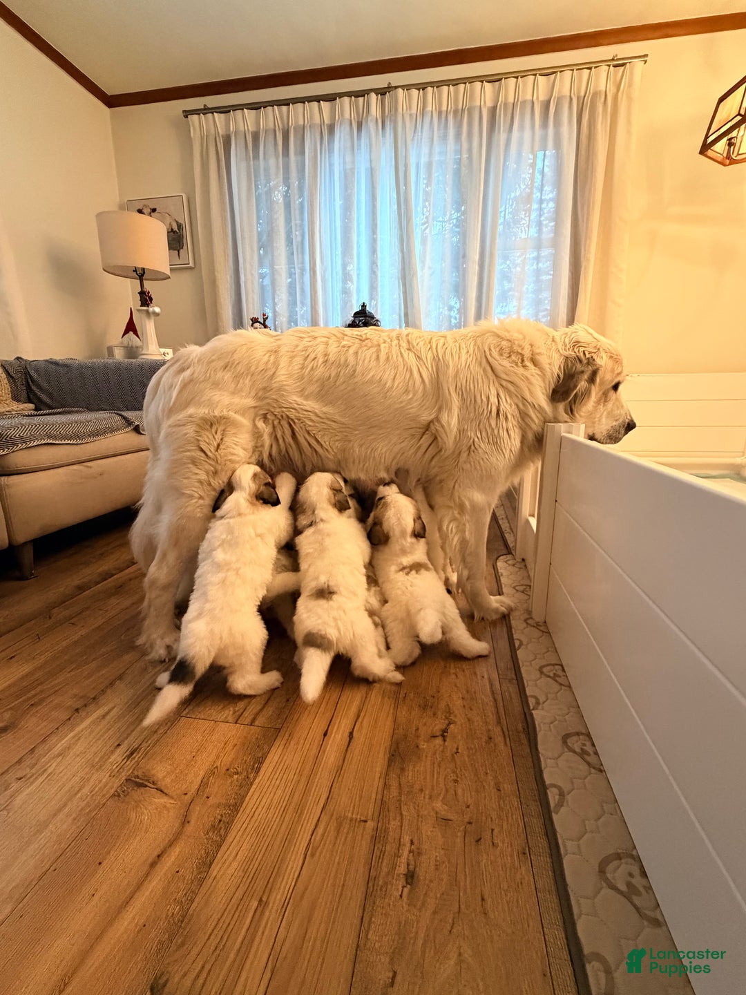 Gallery Image {{count}}