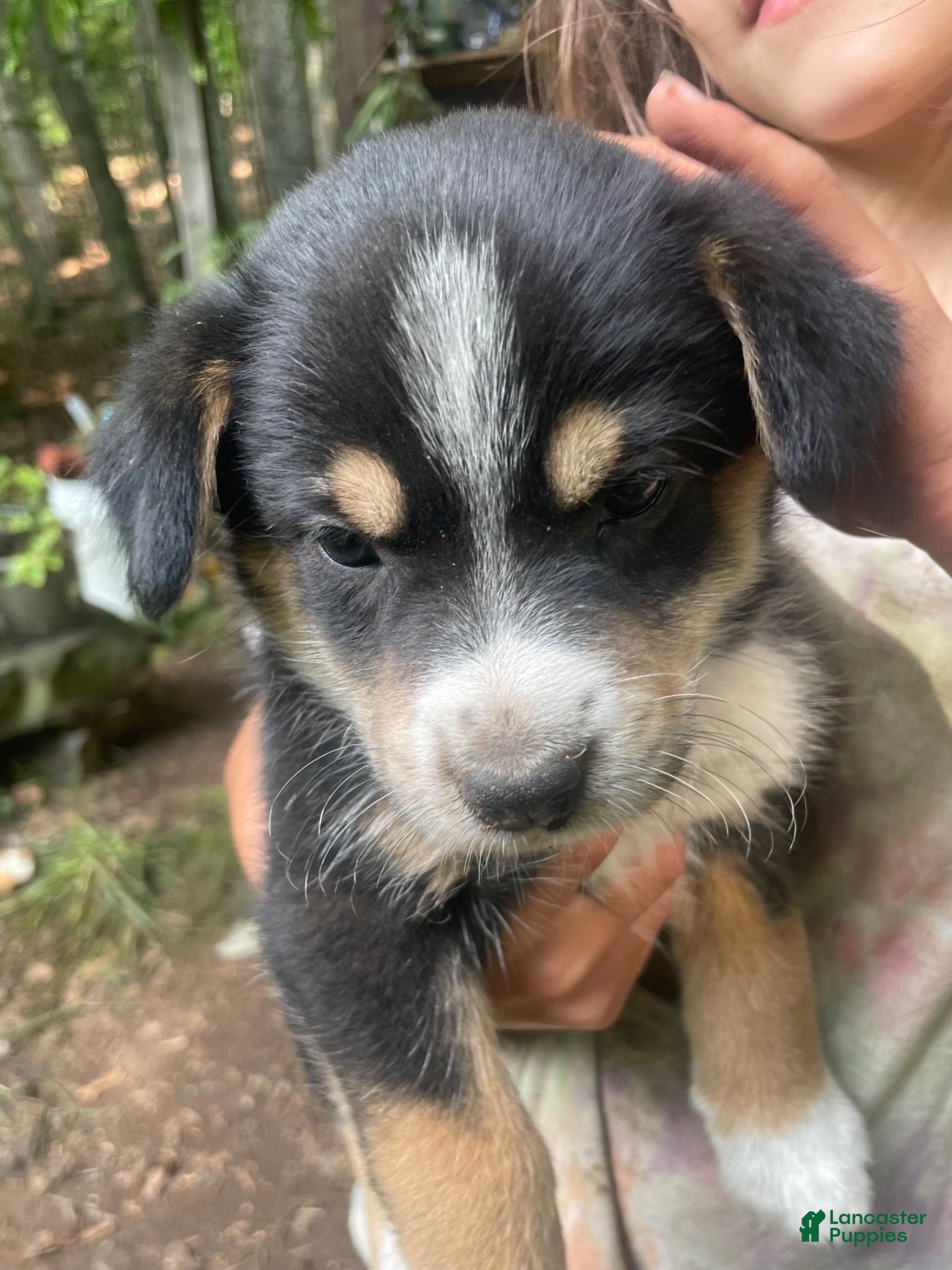 Mixed Breed dogs Little Gus - Ad 19