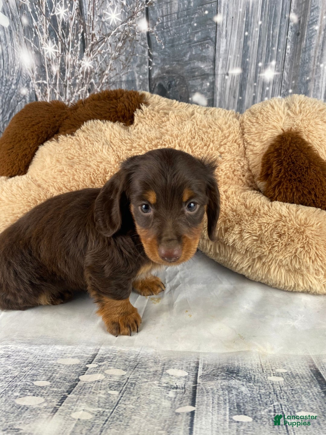 Miniature Dachshund dogs for sale: Lilly - Ad 13