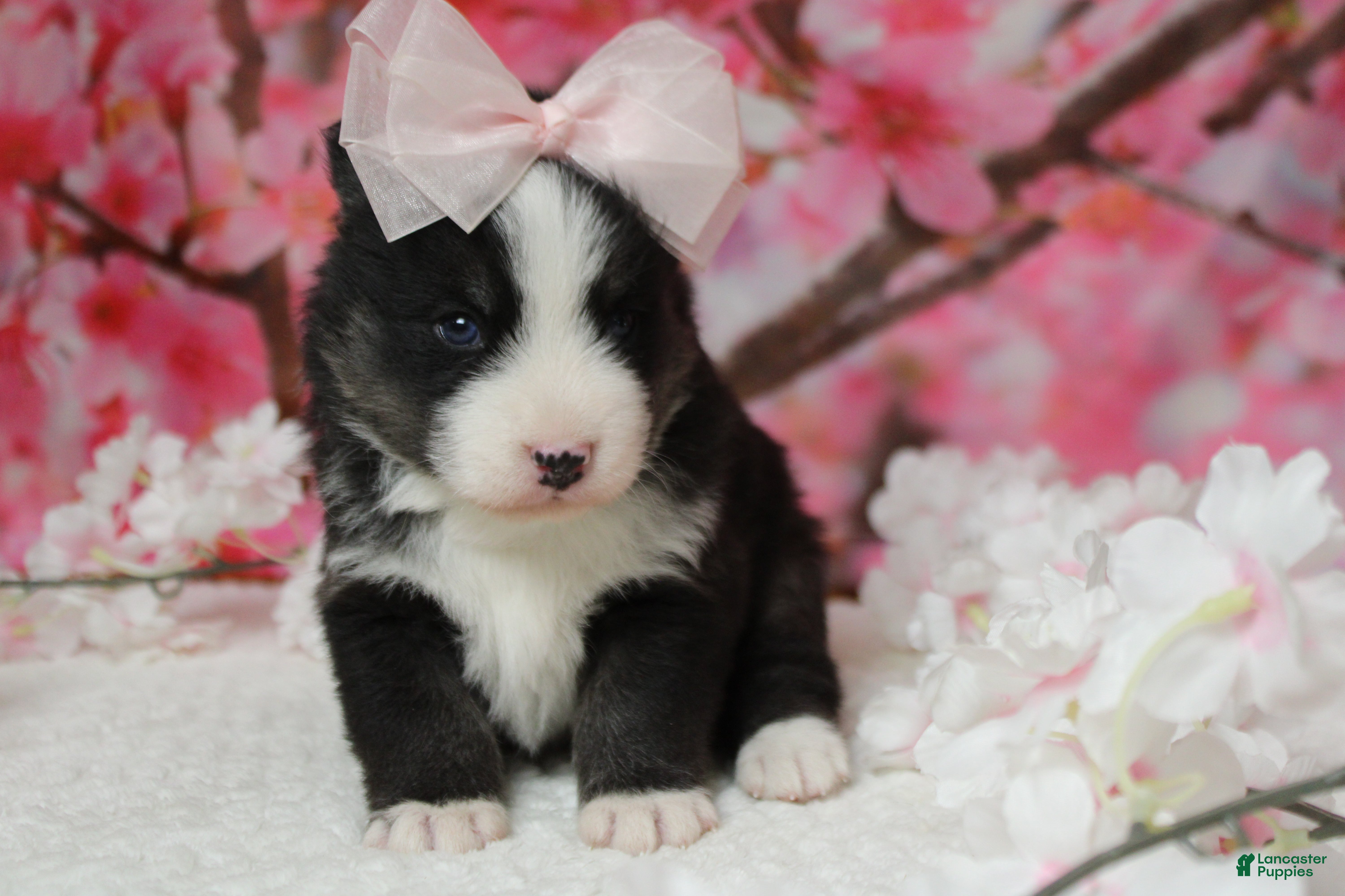 Pomsky dogs Miko - Ad 18