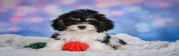 Cavachon dogs for sale: Teddy - Ad 4