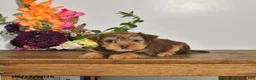 Yorkshire Terrier dogs for sale: Twila - Ad 2