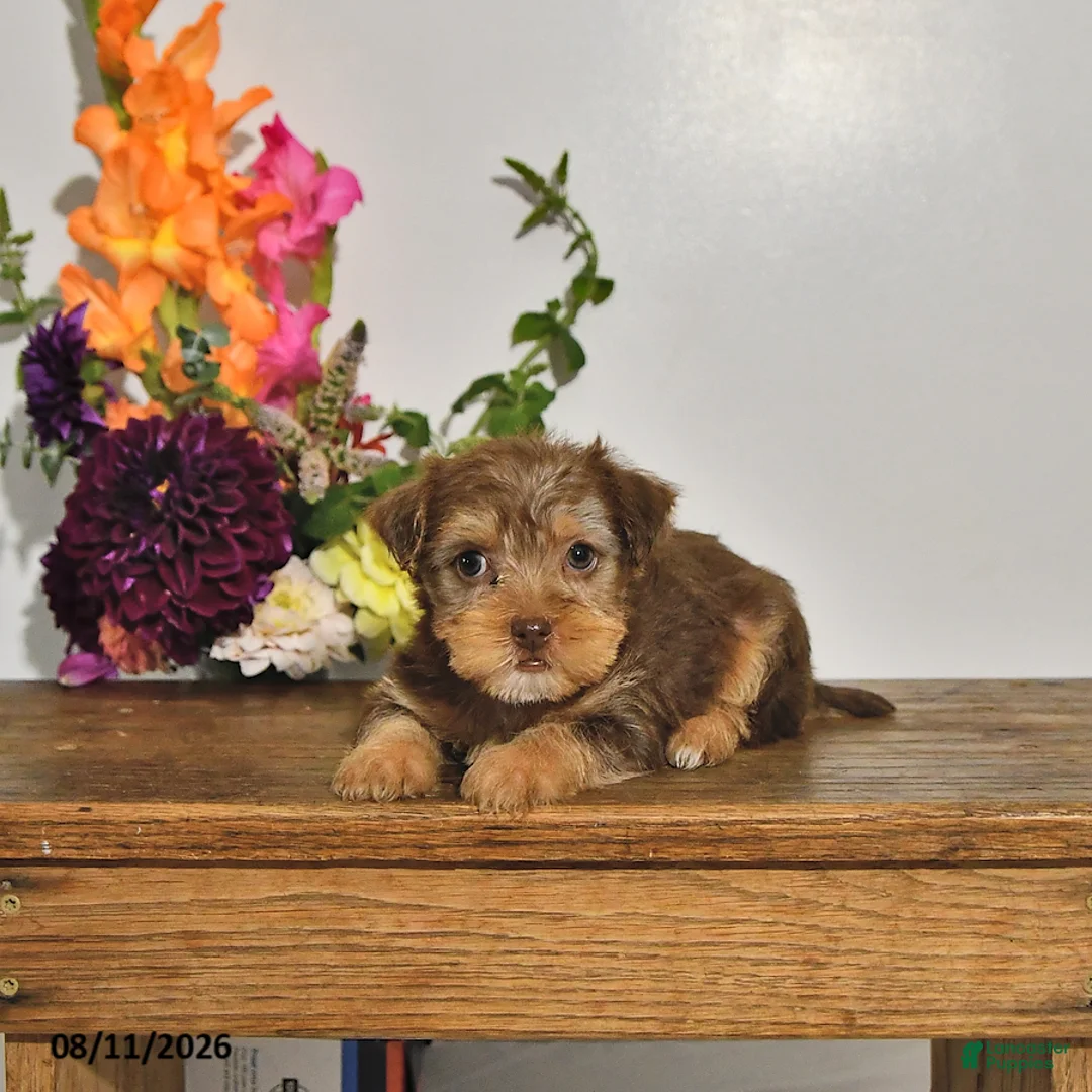 Yorkshire Terrier dogs for sale: Twila - Ad 2