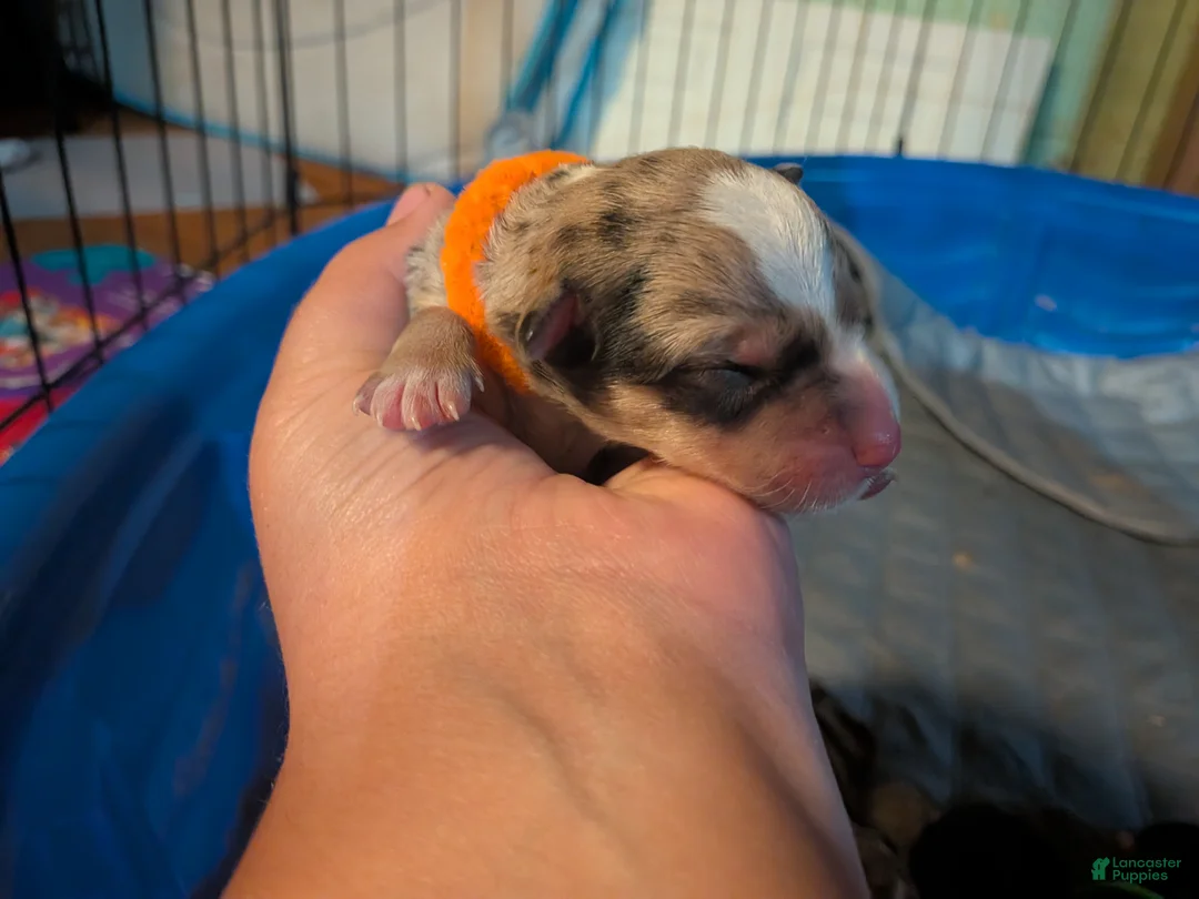 Mixed Breed dogs for sale: Orange collar Merle boy  - Ad 2