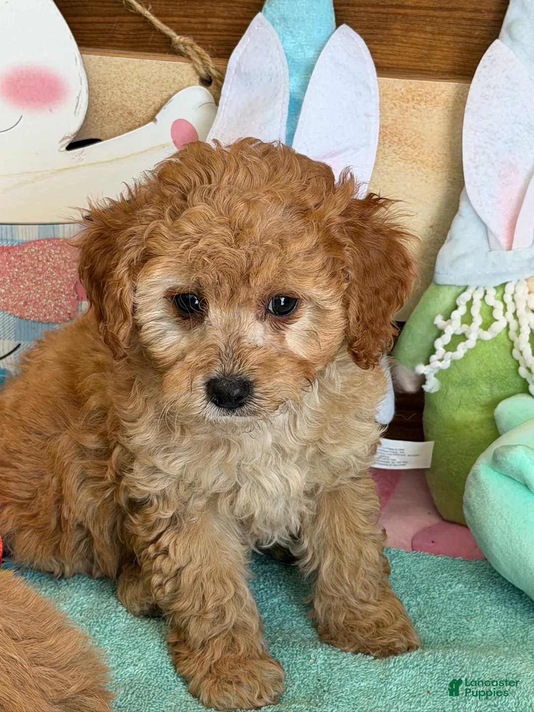Cavapoo dogs for sale: Barney - Ad 2