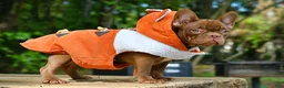 French Bulldog dogs for sale: Golden kid - Ad 5