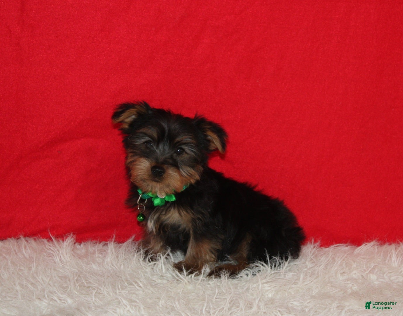 Yorkshire Terrier dogs Dustin - Ad 16