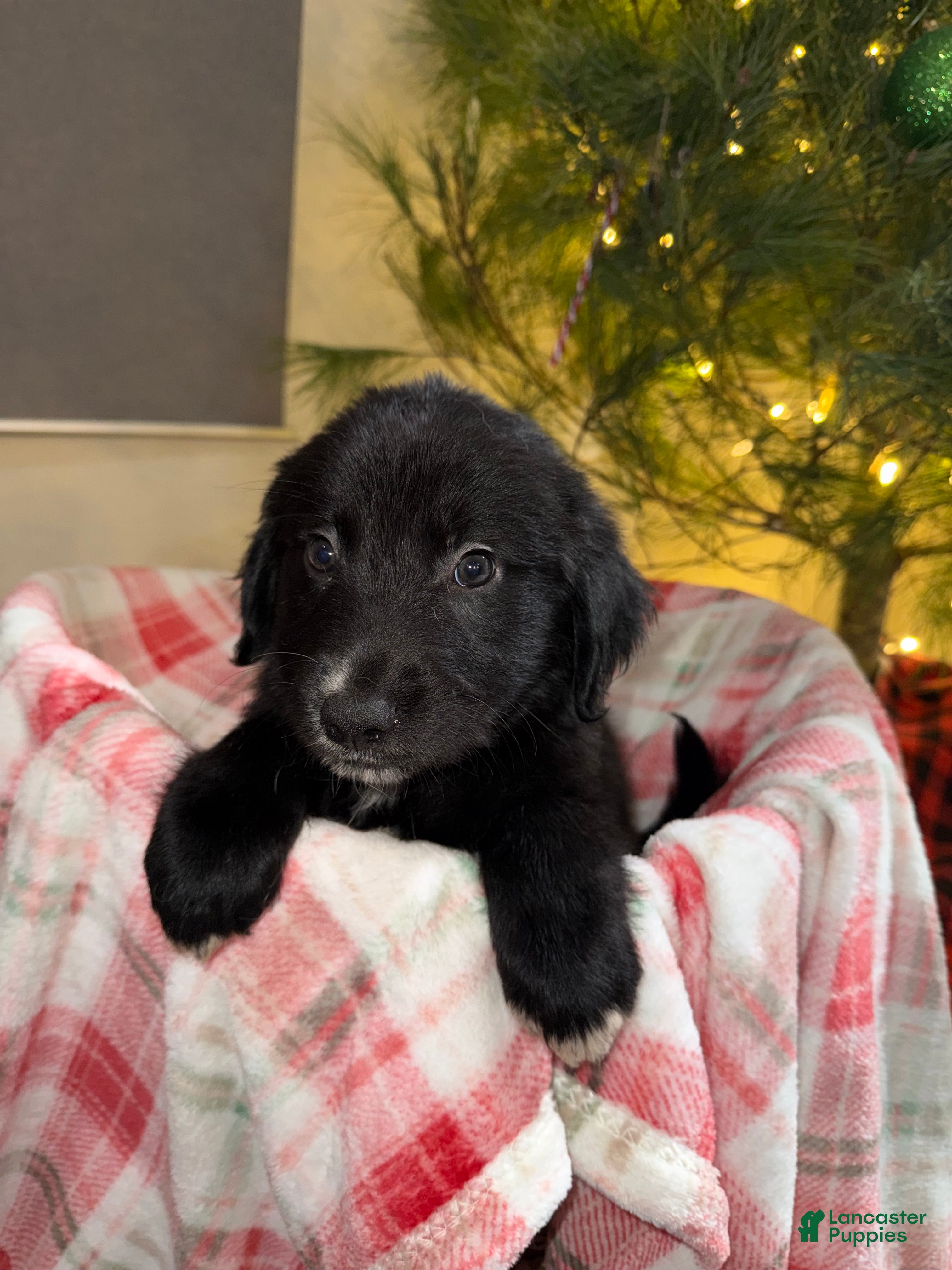 Mixed Breed dogs for sale: Duke - Ad 2