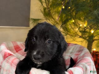 Mixed Breed dogs Duke - Ad 39