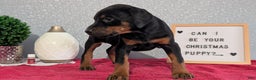 Doberman Pinscher dogs for sale: Lucy  - Ad 7