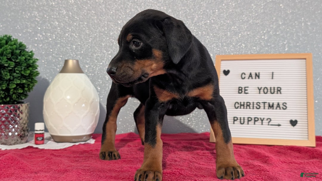 Doberman Pinscher dogs for sale: Lucy  - Ad 7