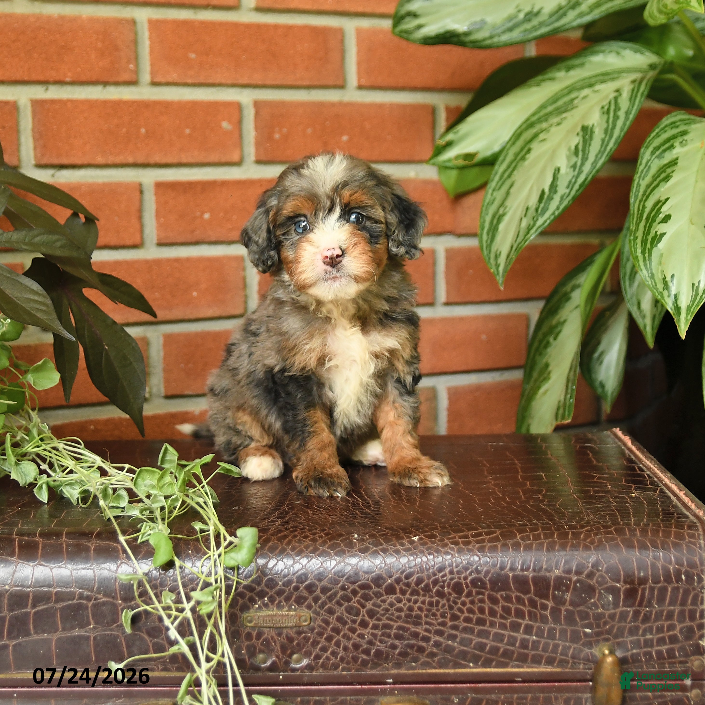 Bernedoodle dogs Little Joy - Ad 1