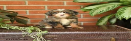 Bernedoodle dogs for sale: Little Joy - Ad 1