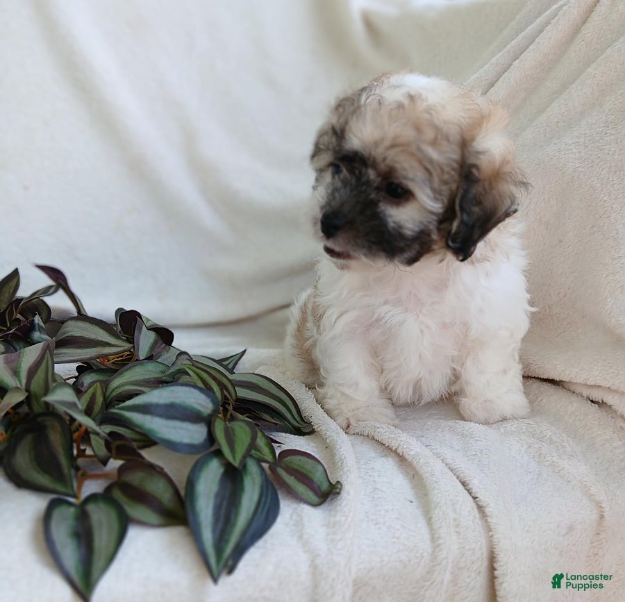 Teddy Bear dogs Cutie - Ad 2