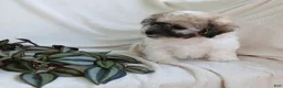 Teddy Bear dogs for sale: Cutie - Ad 2
