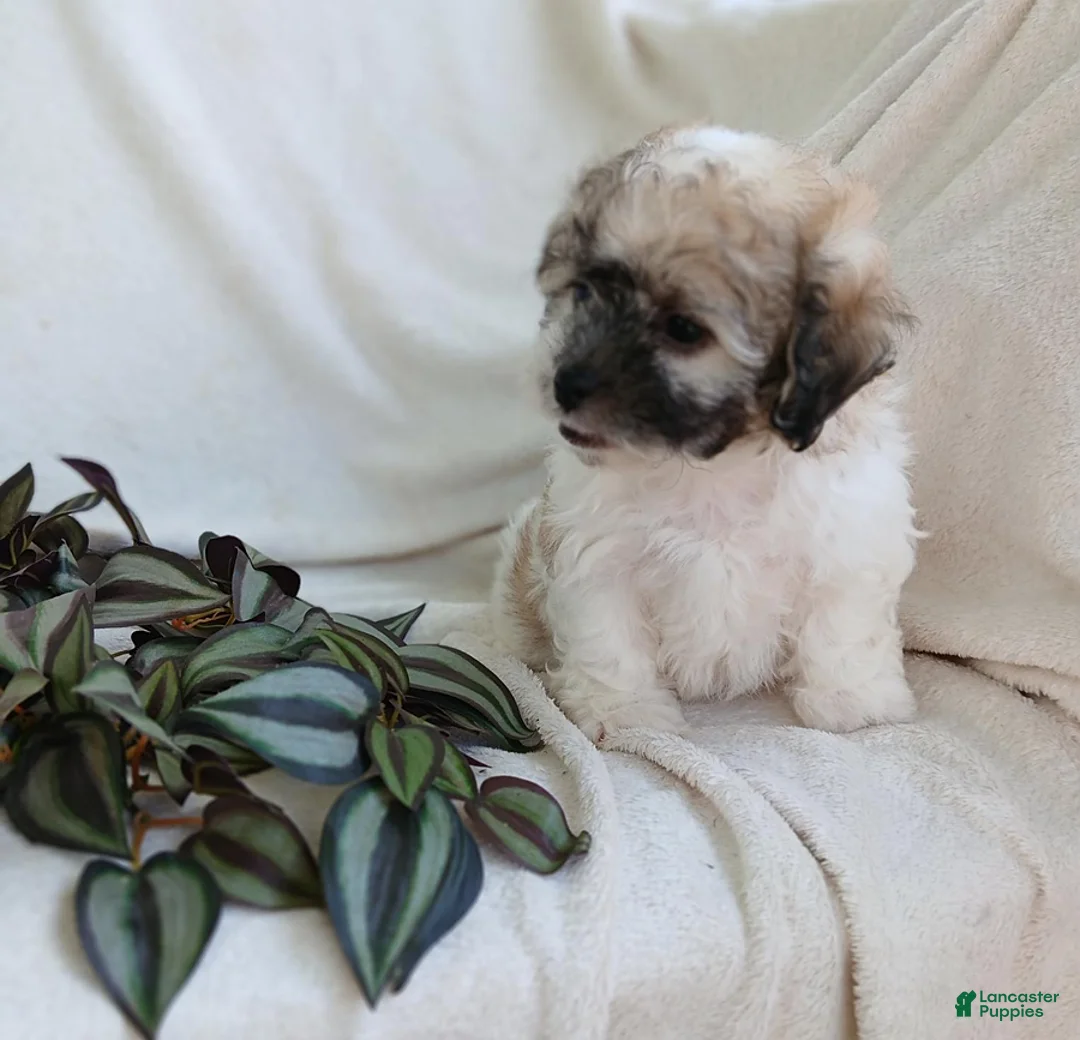 Teddy Bear dogs for sale: Cutie - Ad 2