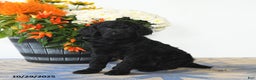 Standard Poodle dogs for sale: Tilly - Ad 4