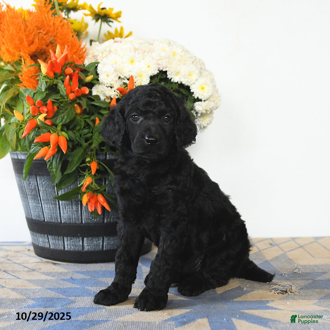 Standard Poodle dogs for sale: Tilly - Ad 4