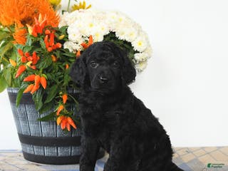 Standard Poodle dogs Tilly - Ad 26