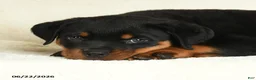 Rottweiler dogs for sale: Ace - Ad 5