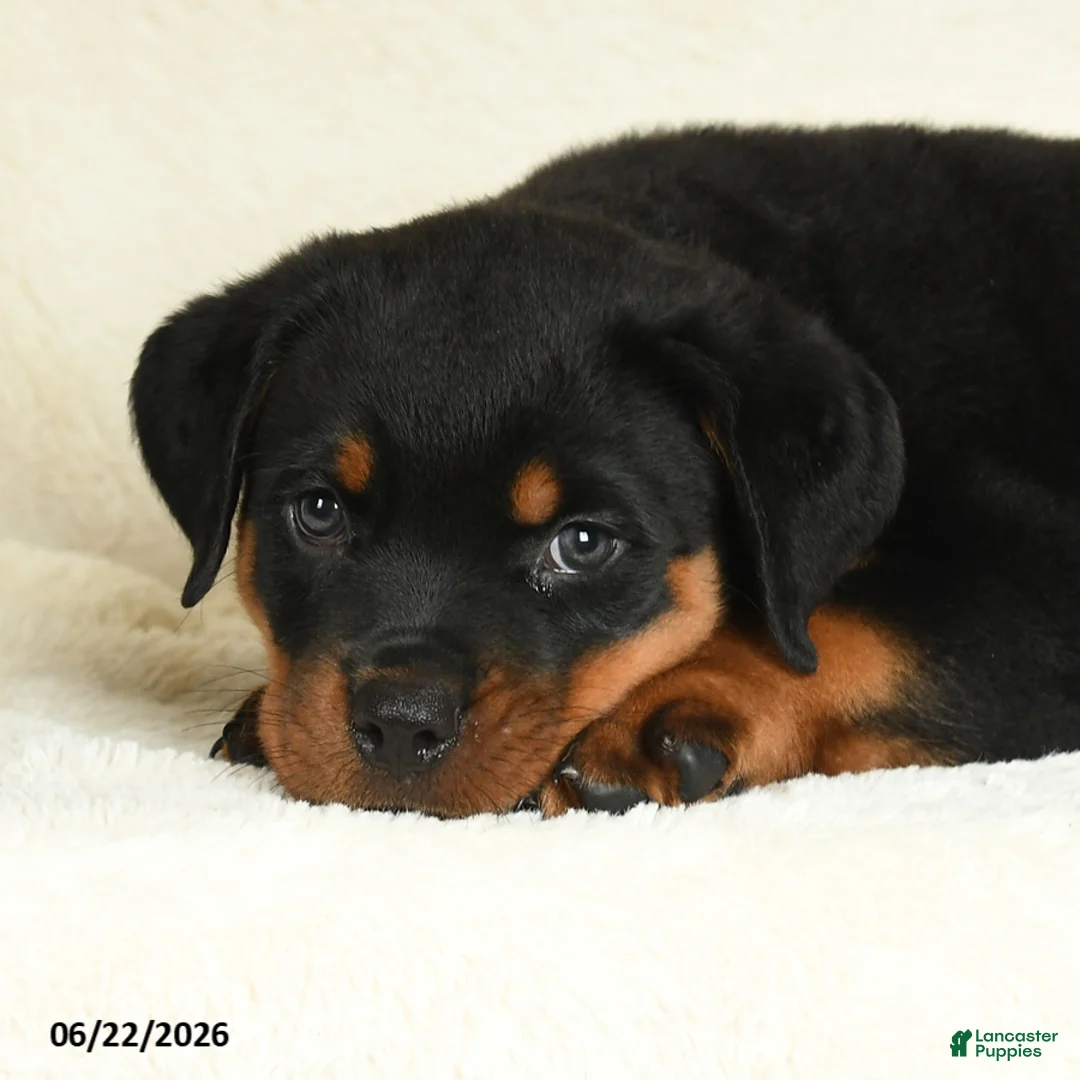 Rottweiler dogs for sale: Ace - Ad 5