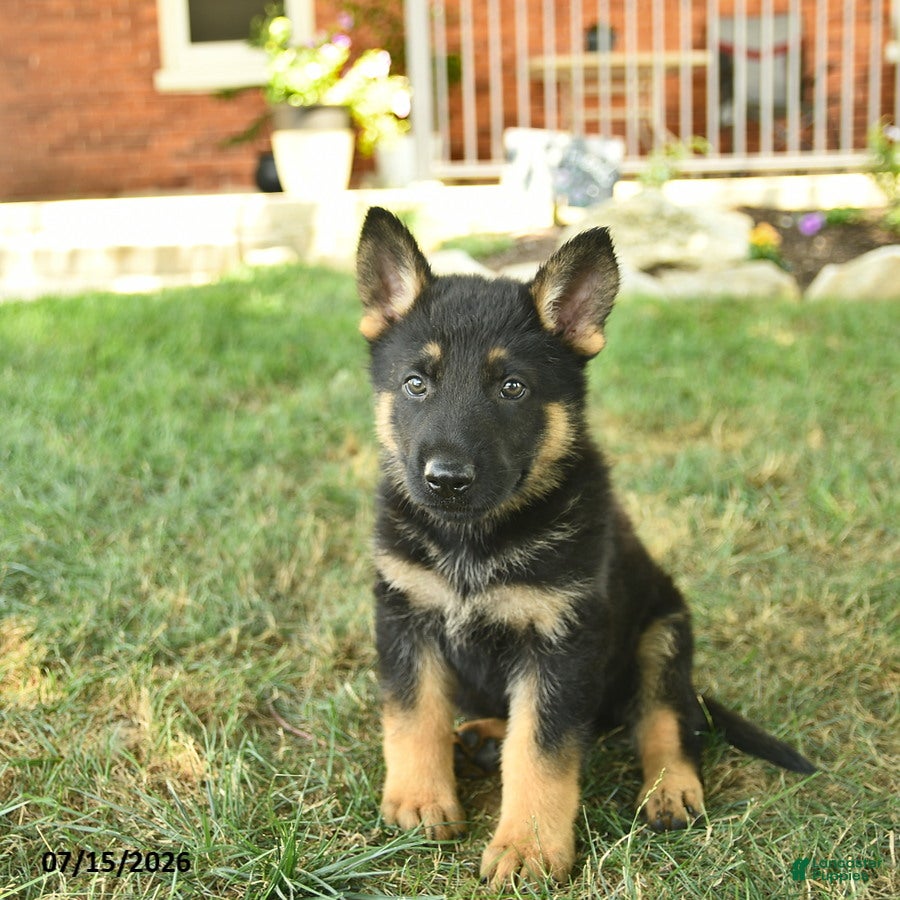 German Shepherd dogs Trooper  - Ad 2