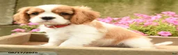 Cavalier King Charles Spaniel dogs for sale: Avery - Ad 4