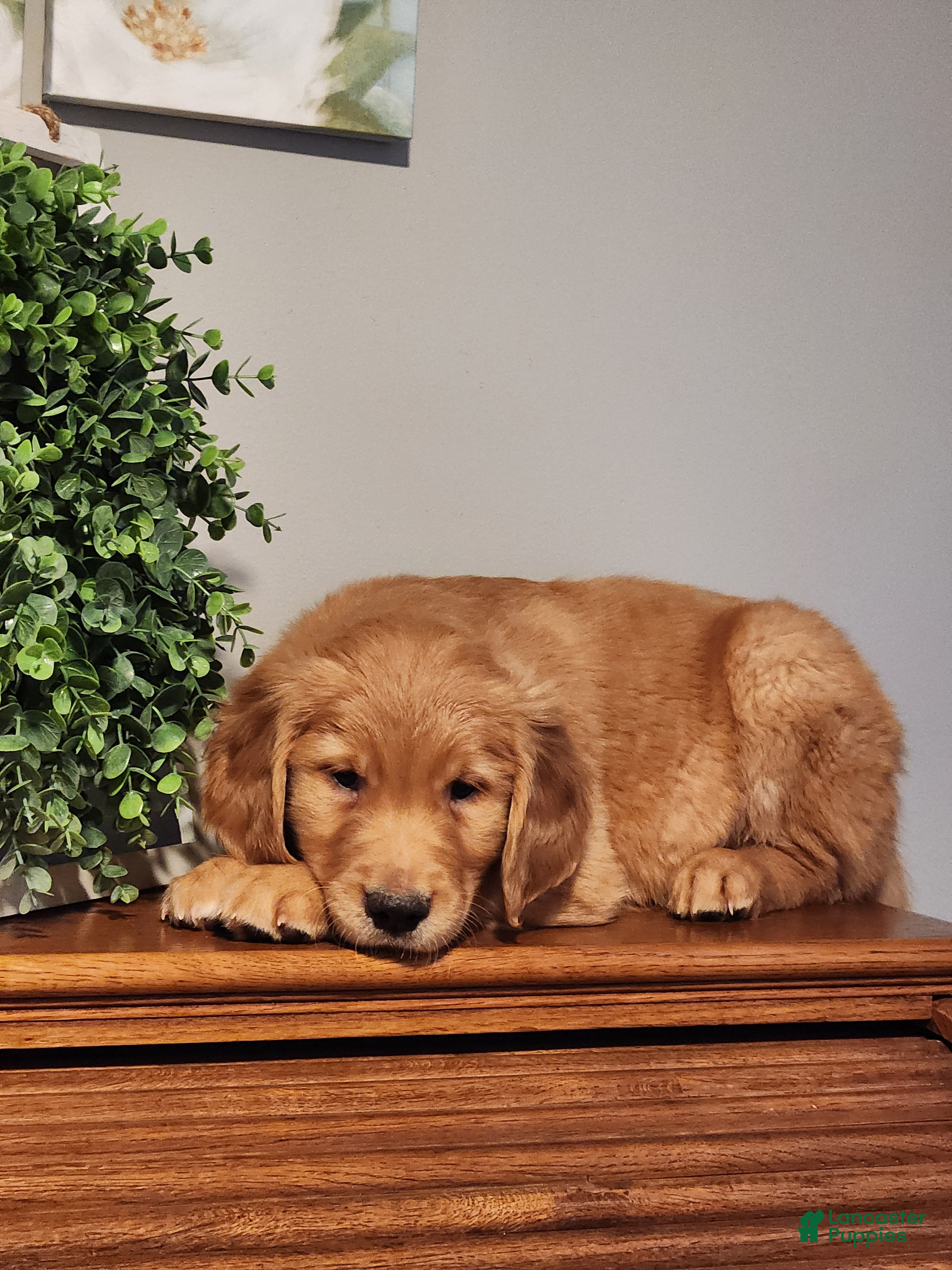 Golden Retriever dogs Rick - Ad 42