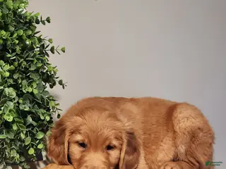 Golden Retriever dogs Rick - Ad 42