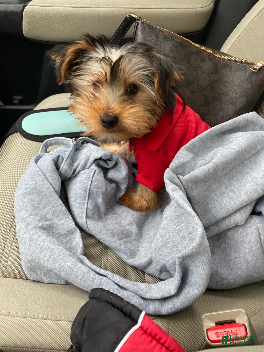 Yorkshire Terrier dogs for sale: Yorkshire Terrier Puppy 1 - Ad 2