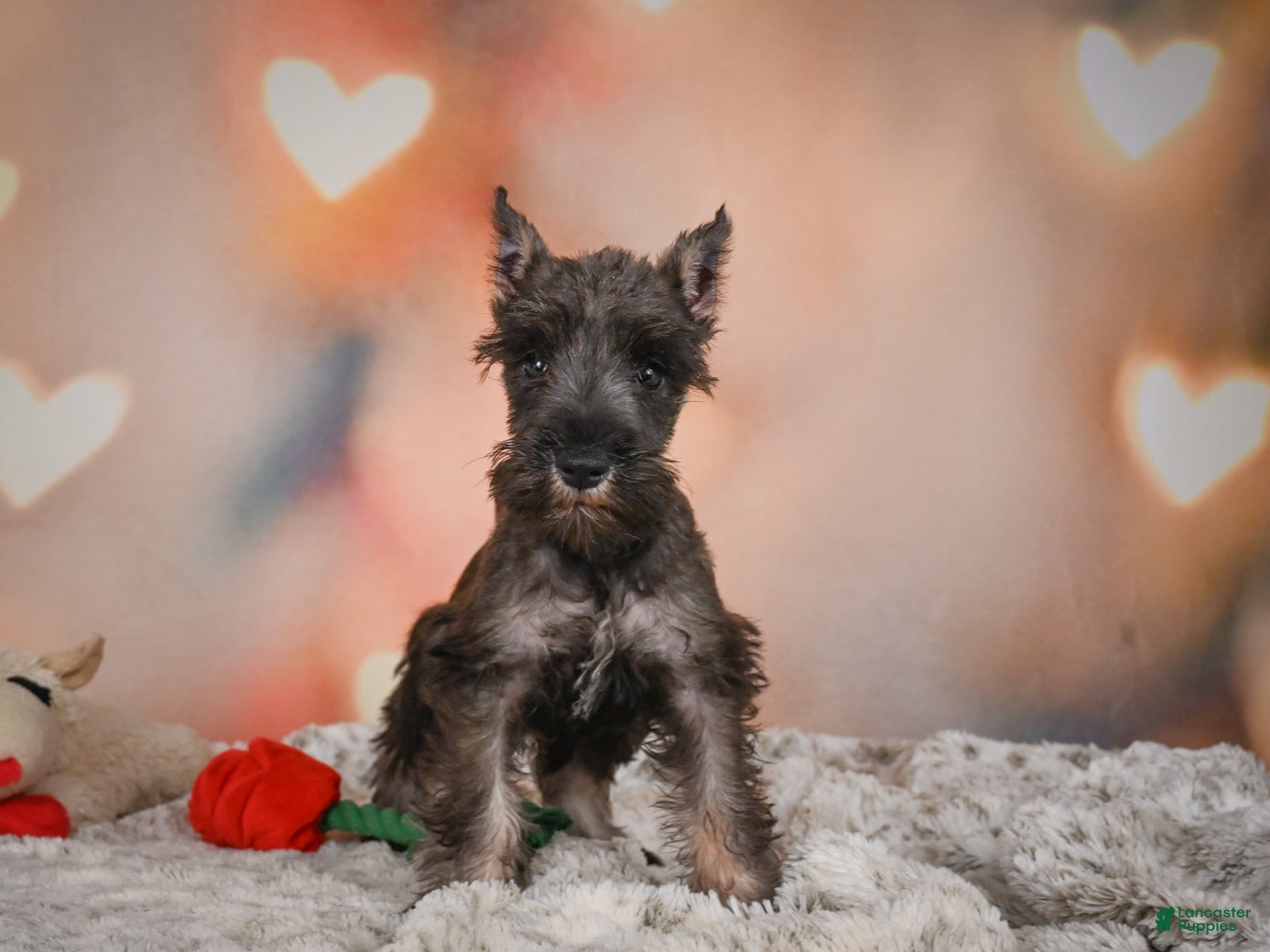Miniature Schnauzer dogs Rose - Ad 1