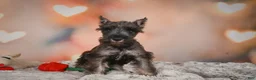 Miniature Schnauzer dogs for sale: Rose - Ad 11