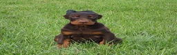 Doberman Pinscher dogs for sale: Biscuit  - Ad 1