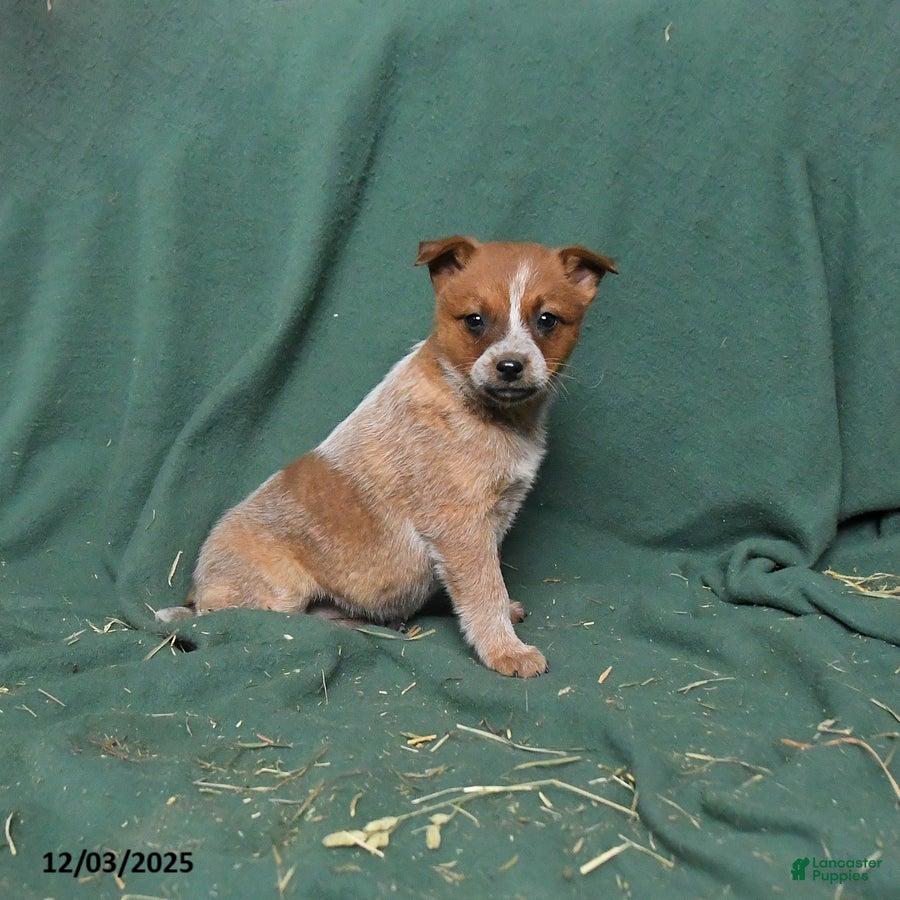 Australian Cattle Dog dogs Opal - Ad 4