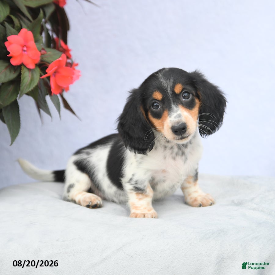 Miniature Dachshund dogs Hazel - Ad 1