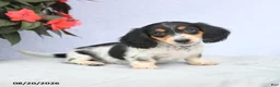 Miniature Dachshund dogs for sale: Hazel - Ad 1